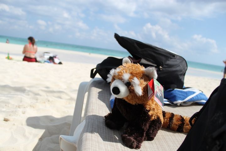 Red Panda on the Beach